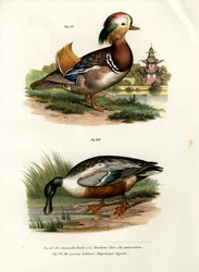 Mandarin Duck